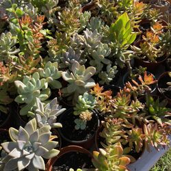 Succulent’s Plants 🌵🪴