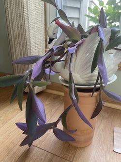 purple heart plant 