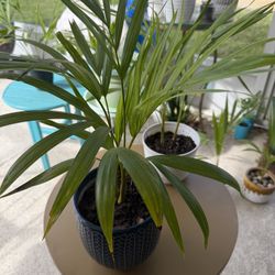 Areca Palm Plant In Beautiful Ceramic Planter 10$