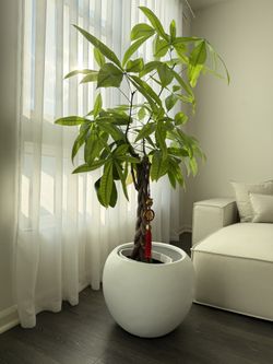Braided Money Tree