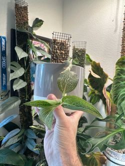 Jewel Orchid Albo