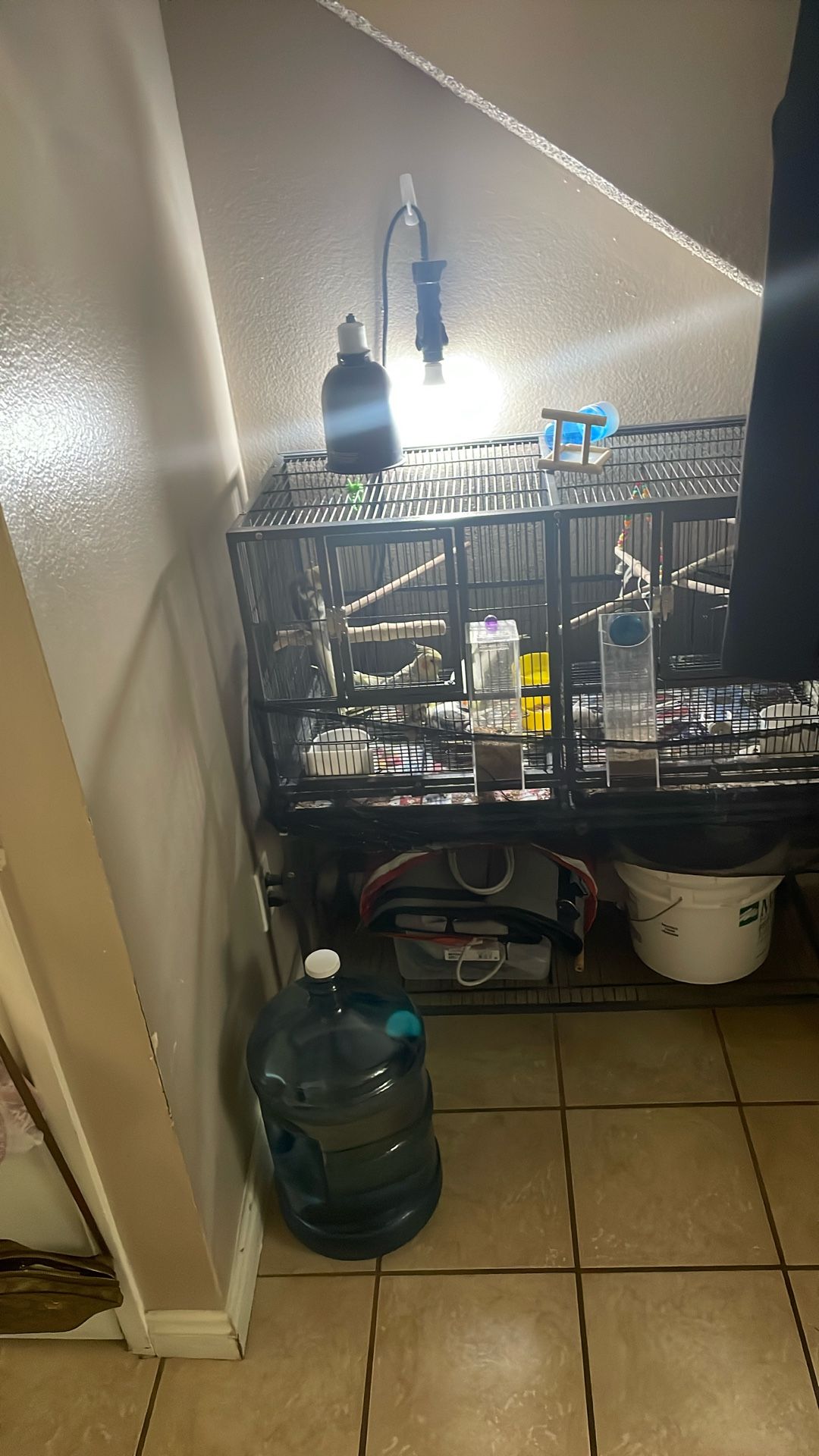Birds Cage