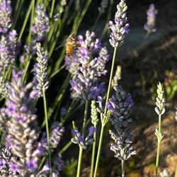 English lavender plants 