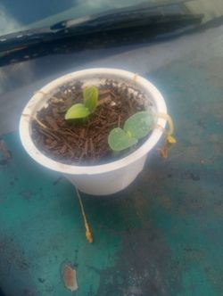 2 Pumpkin Seedlings/Plants