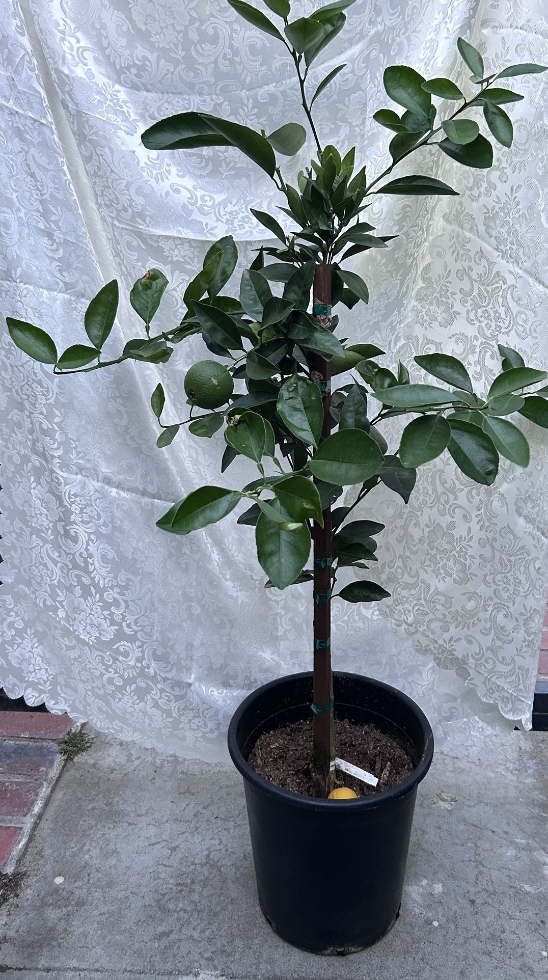 Navel Orange Tree