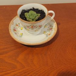 Vintage Tea Cup Set With Succulent