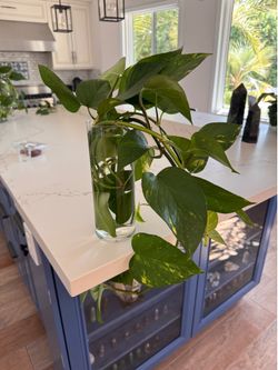 🌿 STUNNING Variegated Pothos Cuttings