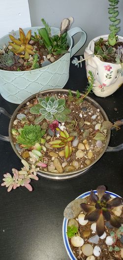 Succulent garden