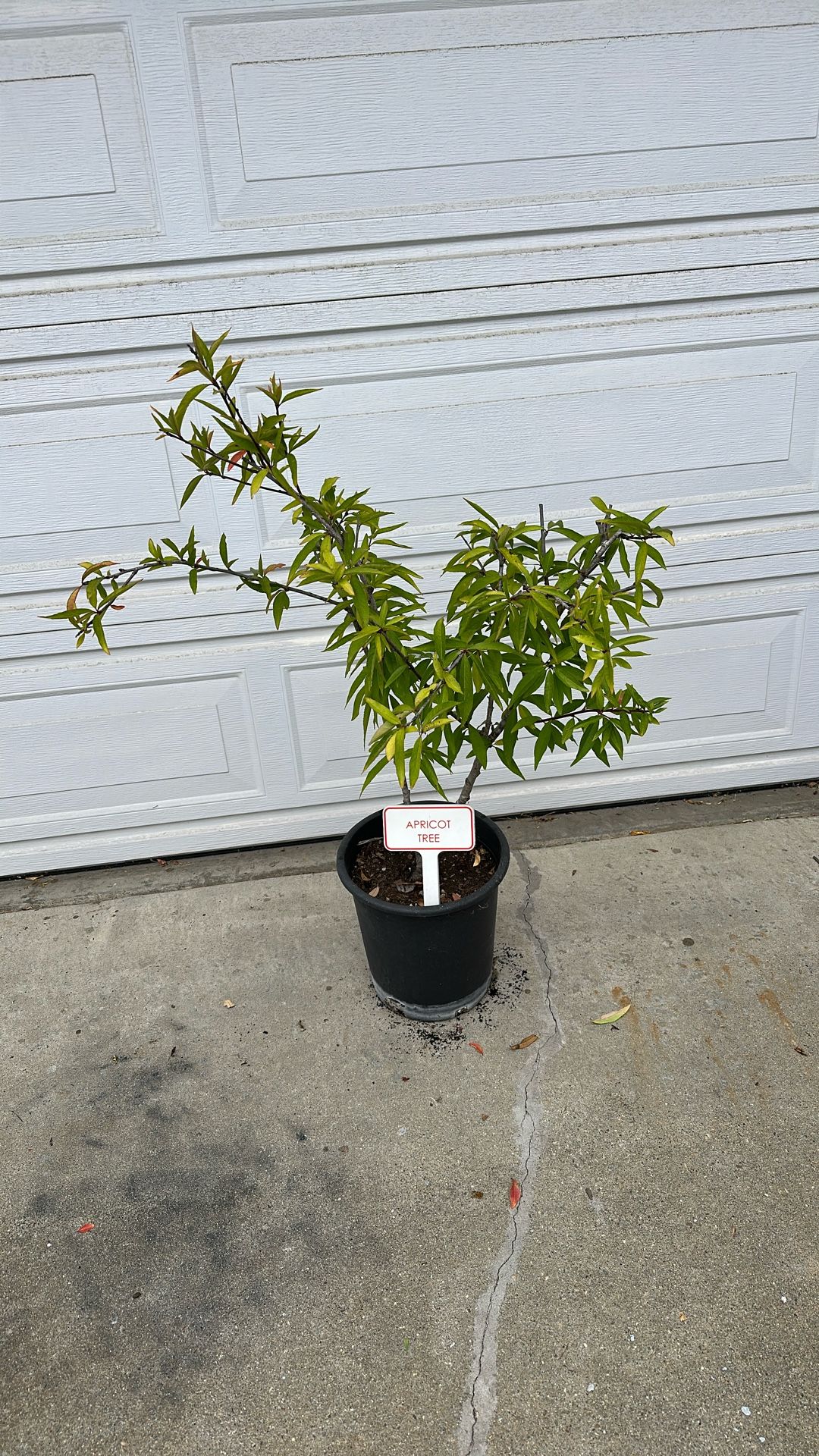 Apricot Tree