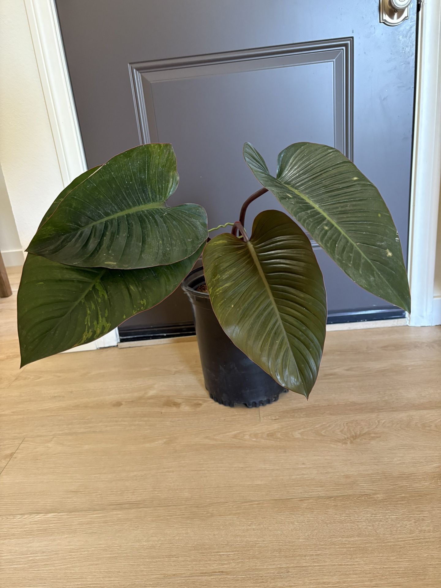 Philodendron Congo Red Plant
