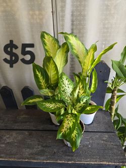 Dieffenbachia