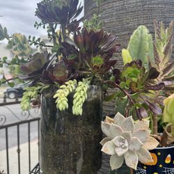 Beautiful Tall Succulent Arrangement 