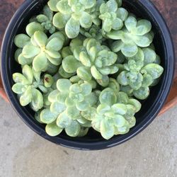 Beautiful Fresh Succulent