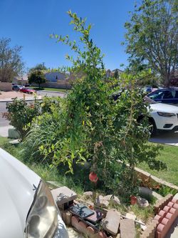 Tall established pomegranate tree