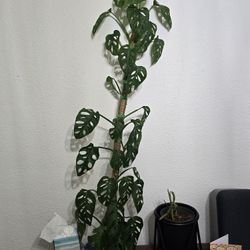 Giant Swiss Cheese Plant Adansonii Monstera