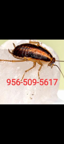 Pink Powder For Little  Roaches Bed bugs  In San Benito Texas