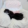 Benefits Kitties