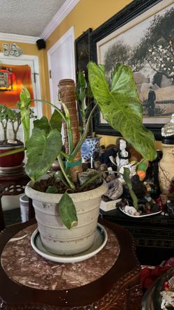Burle marx Philodendron