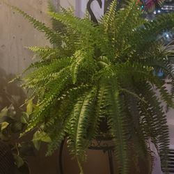 Boston fern large