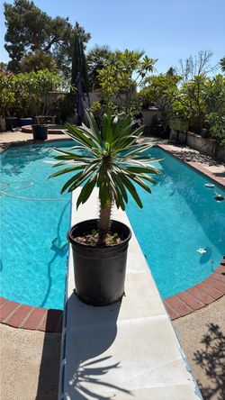 Madagascar Palm