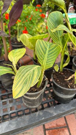 Yellow Orange Canna Lilies