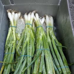 Caja De Cebollas