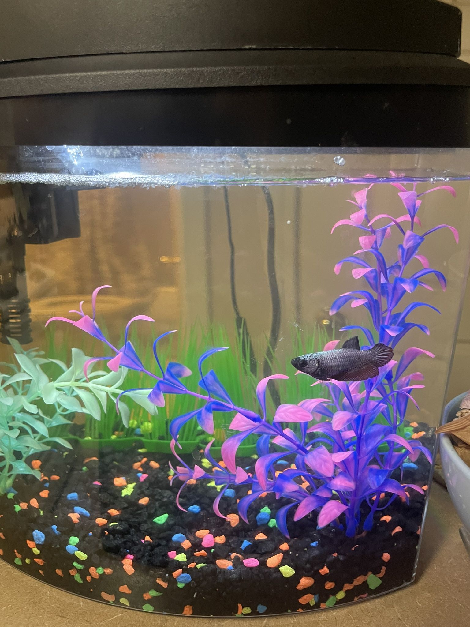 Aqueon LED MiniBow | Aquarium Fish Tank Kit | 2.5 Gallon | Retails For $50