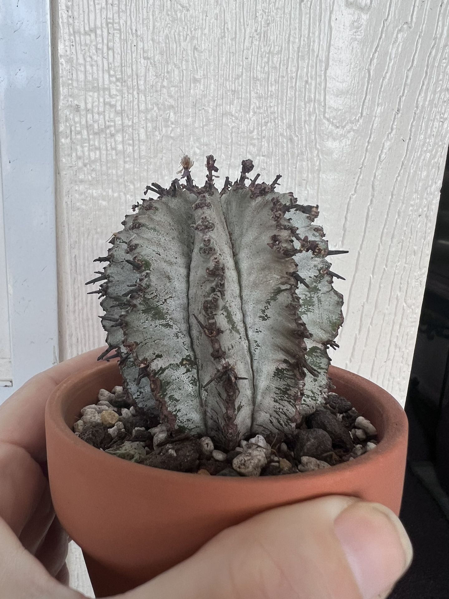 Euphorbia polygona 'Snowflake' Cactus