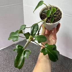 Philodendron Florida Green