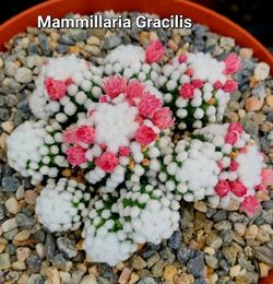 Mammillaria Gracilis Oruga Cactus