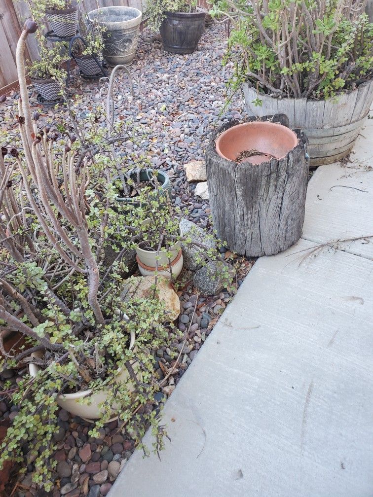 Yard vintage antique plants and metal works