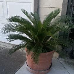 Sago Palm With Big Pot