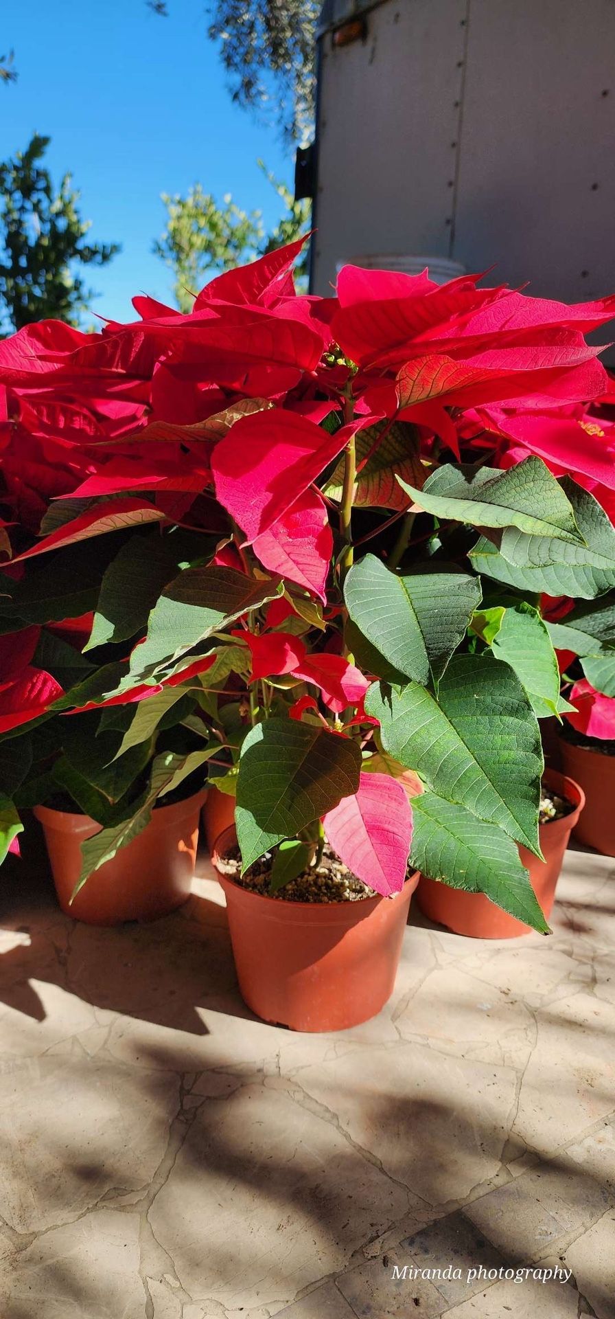 Poinsettias 