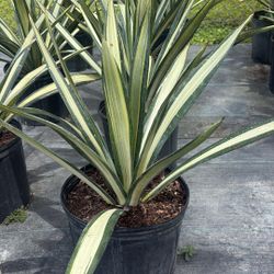 Agave Golden Sword - 3 Gallons