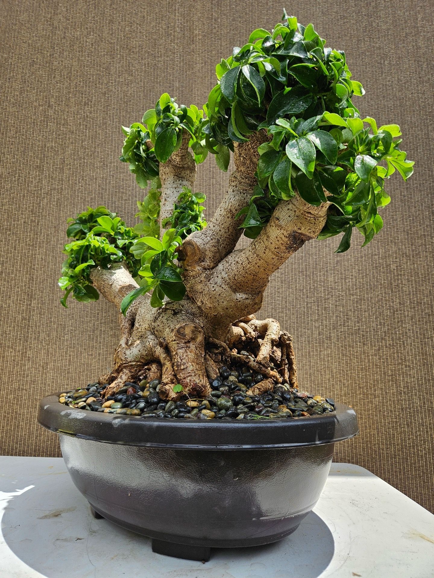 Old Schefflera Arboricola Colorful Berry Bonsai Tree