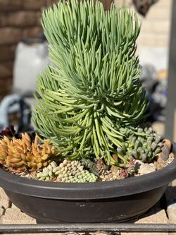 Bonsai succulent cactus fengshui beautiful plants