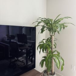 Natural Plant with Vase