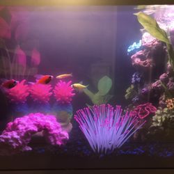 10 Gallon Fish Tank - Color Changing Lights- All Accessories - CLEAN