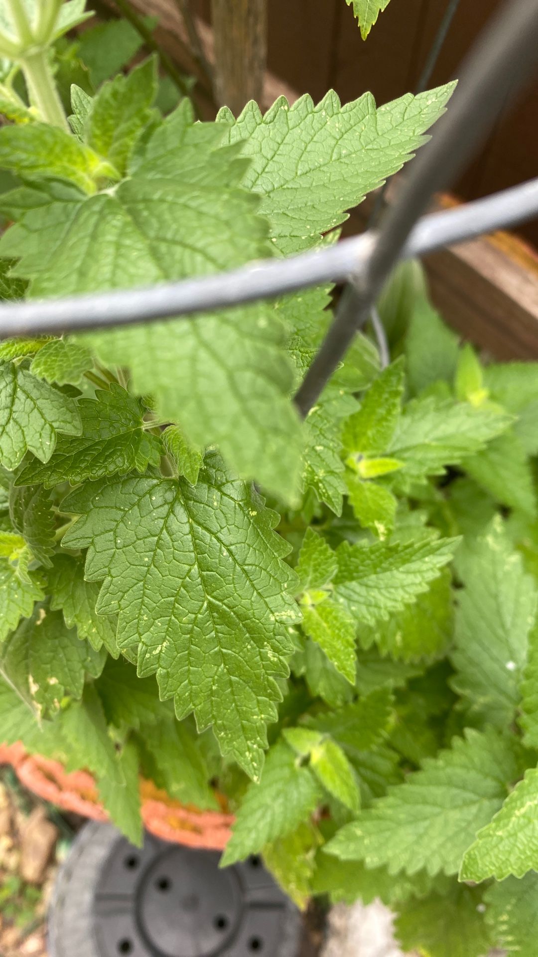 Large Organic Catnip