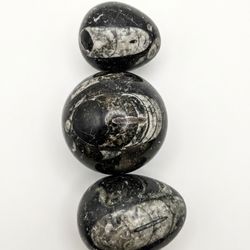 🌟 Set of 3 Polished Orthoceras Fossil Eggs! 🌟