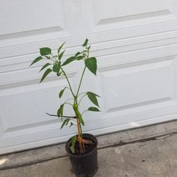 Planta De Chile. Plant 