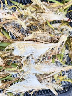 有机霸王花organic dried Dragon Fruits Flowers