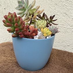 Succulents 