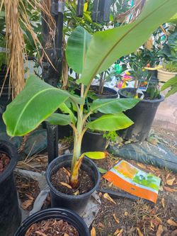 Ice cream Banana Plant
