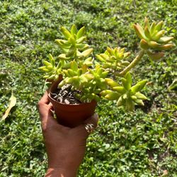 Sedum Full Sun Succulent Live Plant Available 