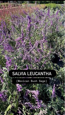 🌿 SALVIA LEUCANTHA — Mexican Bush Sage