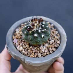 Copiapoa hypogaea