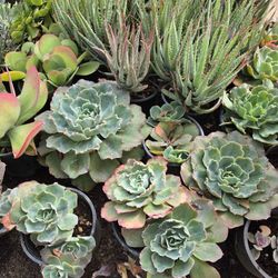 Succulents $8 