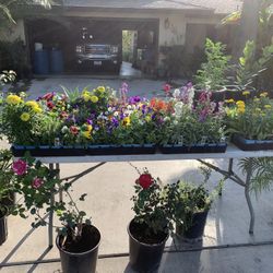 Sunday Plant Sale Fruit Trees Shade Trees Palms Flowers Horsetail Rosemary Bay Leaf Ruda Shrubs Etc