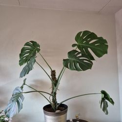 Monstera Deliciosa - 48" Tall, Moss Pole Included